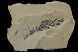 Metasequoia (Dawn Redwood) Fossil - Montana #79601-1